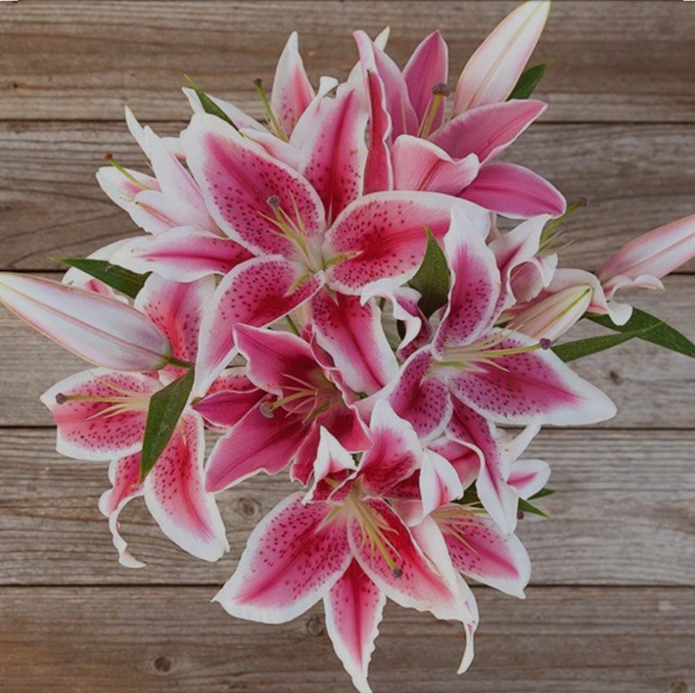 Meet your Posher, Kat